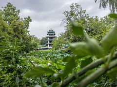 -桂湖森林公园