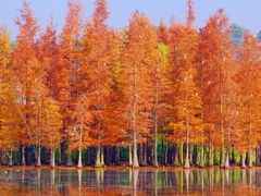 -白鹭湾湿地公园