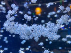 -太平洋海底世界