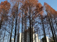 -金山公园