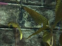-凯莉-塔尔敦海洋生物水族馆