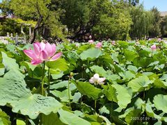 -莲池书院博物馆