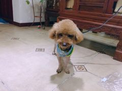 -犬也宠物造型(恒茂国际都会商业街店)