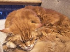 -藏猫猫咖啡主题馆(中央大道店)