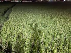 -酒池星座(深圳湾后海汇店)