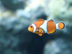 -鹿儿岛水族馆