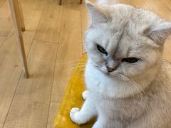 -Let's go狗咖·猫咖·奶狗·桌游(春熙路IFS店)