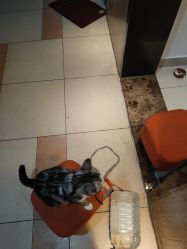 -长沙纹身· 龙堂刺青·三土师傅的店