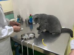 -米苏动物医院·犬猫专科·骨科外科内窥镜