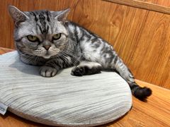 -有猫主题·治愈系猫咖(曾厝垵店)