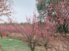 -广富林郊野公园