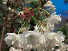 -天适樱花悠乐园