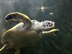 -太奥幻太奇海洋馆