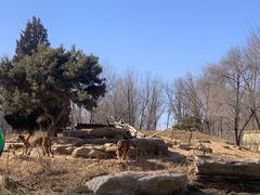 -北京野生动物园