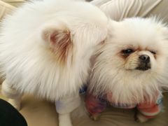 -怪兽屋·羊驼·猫咖·狗咖(俊华广场店)