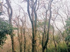 -上海佘山国家森林公园西佘山园