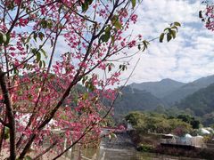 -南丹山森林王国