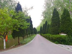 -合肥滨湖国家森林公园