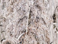 -上海吴淞炮台湾国家湿地公园