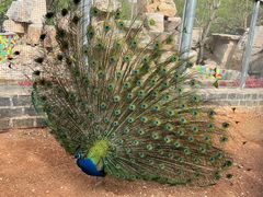 -石家庄市动物园