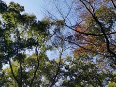 -紫金山山顶公园