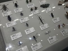 -四川大学博物馆