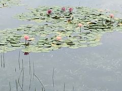 -白鹭湾湿地公园