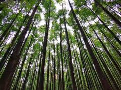 -山王坪喀斯特国家生态公园