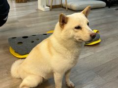 -柴迷FANS CLUB·柴犬狗咖·猫咖