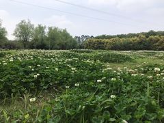 -三圣花乡旅游区