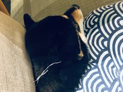 -逗柴咖啡屋·狗咖猫咖宠物桌游