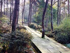 -铁山坪森林公园