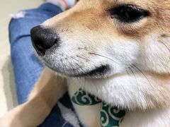 -逗柴咖啡屋·狗咖猫咖宠物桌游