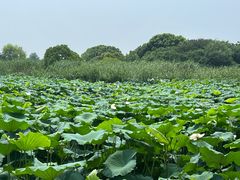 -梁鸿国家湿地公园