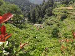 -鼓岭旅游度假区