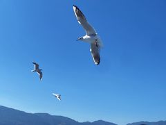 -海埂大坝