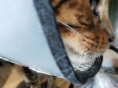 -猫猫幼稚园·撸猫·桌游·电玩
