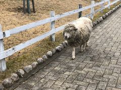-神户市立六甲山牧场