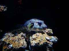 -海合安武汉极地海洋公园