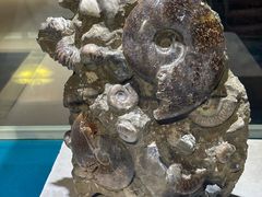 -青岛贝壳博物馆