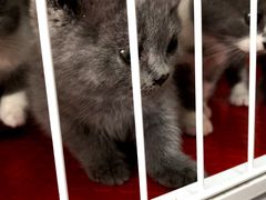 -我爱猫咪·猫咖·狗咖·安哥拉兔·羊驼咖(小寨华旗店)