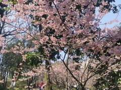 -南山植物园