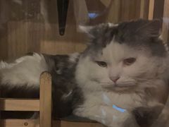 -Mr.Fox狐狸先生超级密室(南山店)