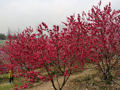 -秀丽东方