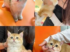 -lincat·猫舍(广州店)