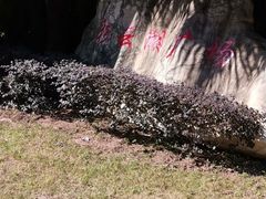 -重庆彩云湖湿地公园