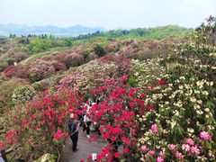 -贵州百里杜鹃风景名胜区