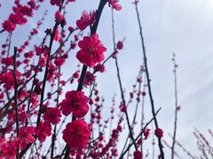 -香雪海