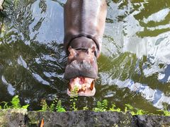 -海南热带野生动植物园