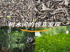 -汕头莲花山度假村温泉